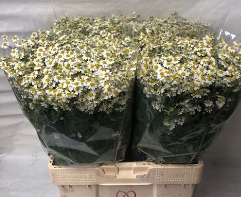 Танацетум Сингл Вегмо 60 (бел.), шт.