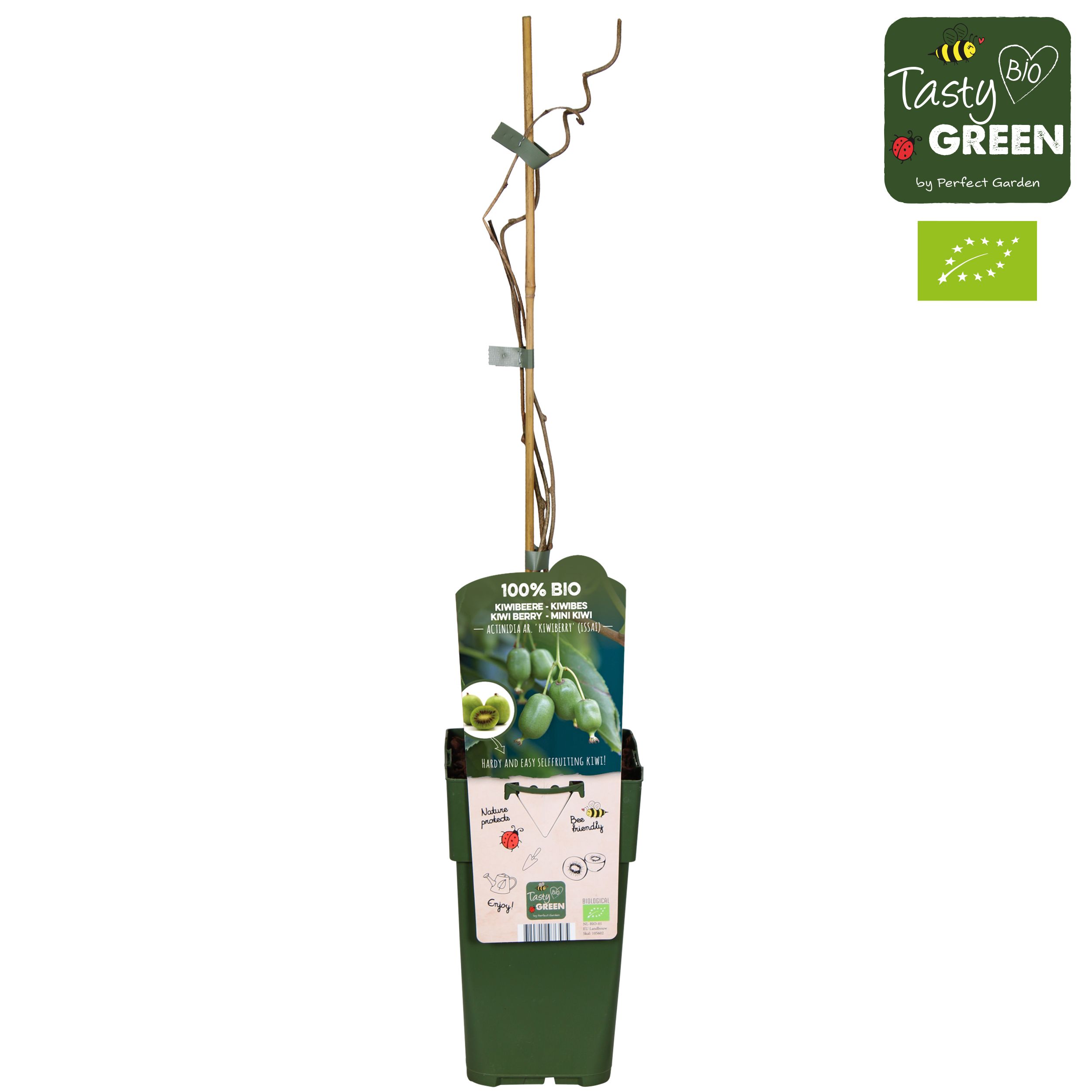 Actinidia arguta 'Kiwiberry' (Issai) Bio P15, D 15