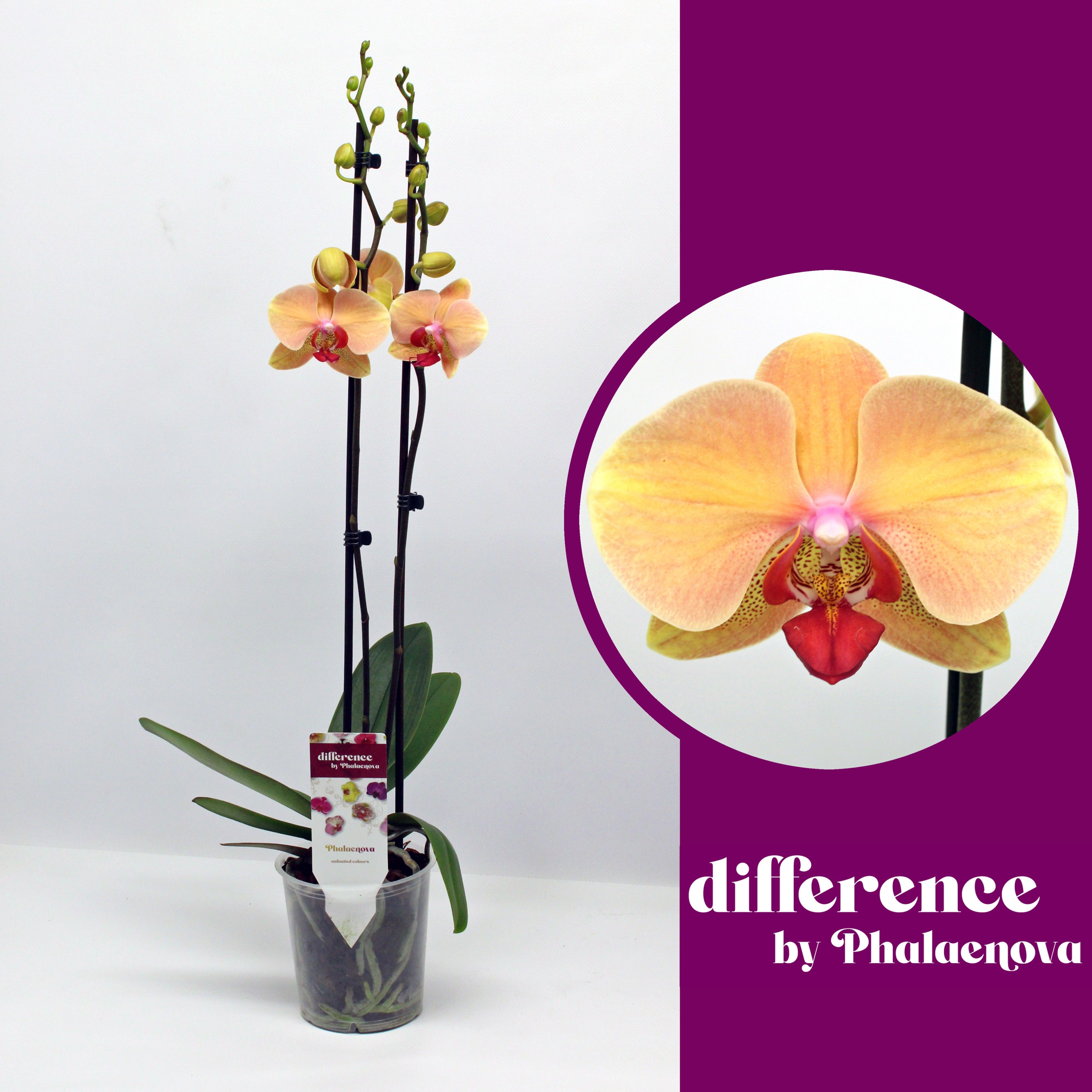 Marianne 2-tak 60cm (GROEN), D 12 cm