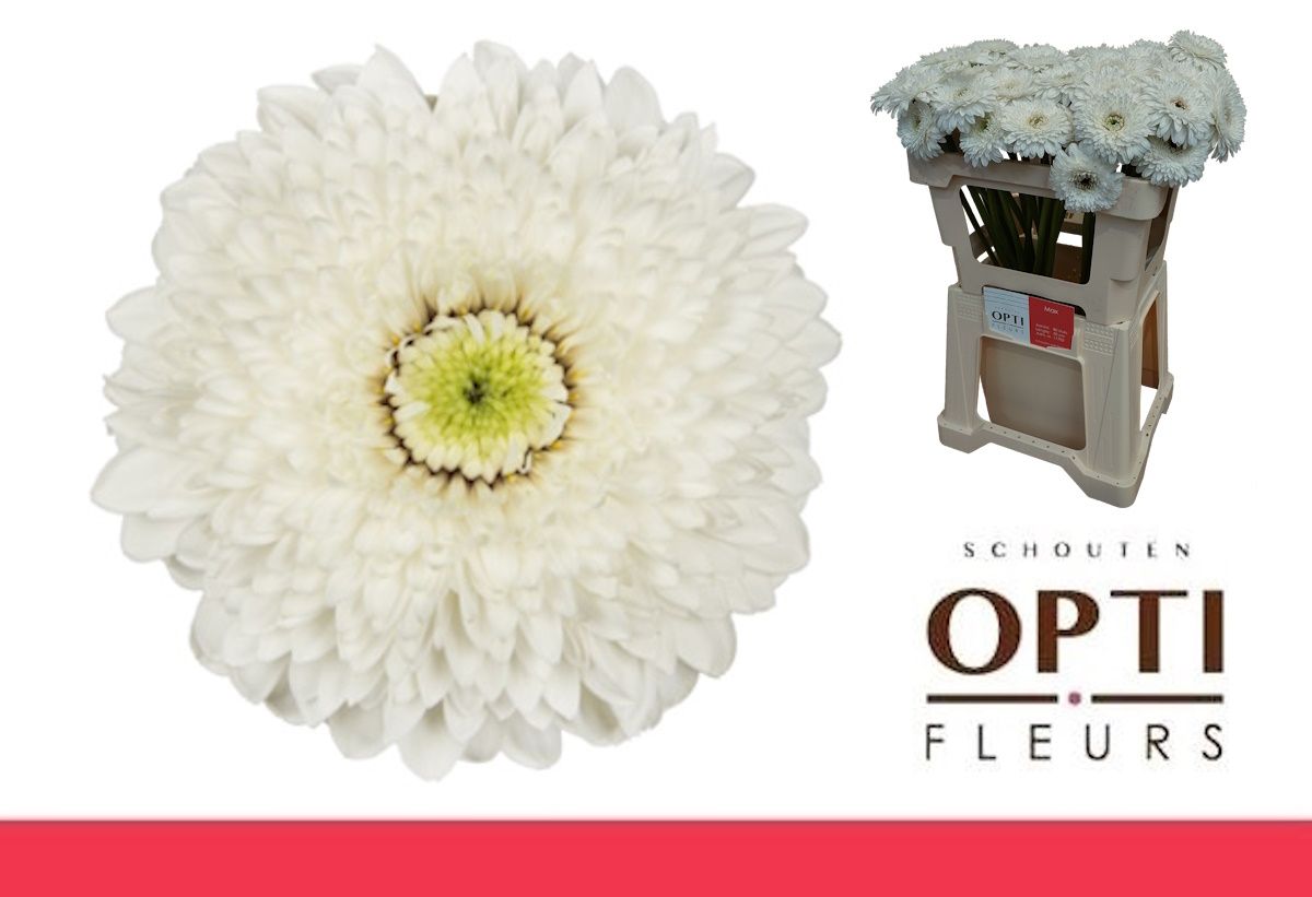 Гермини Помпон Амандо (бел.), шт.