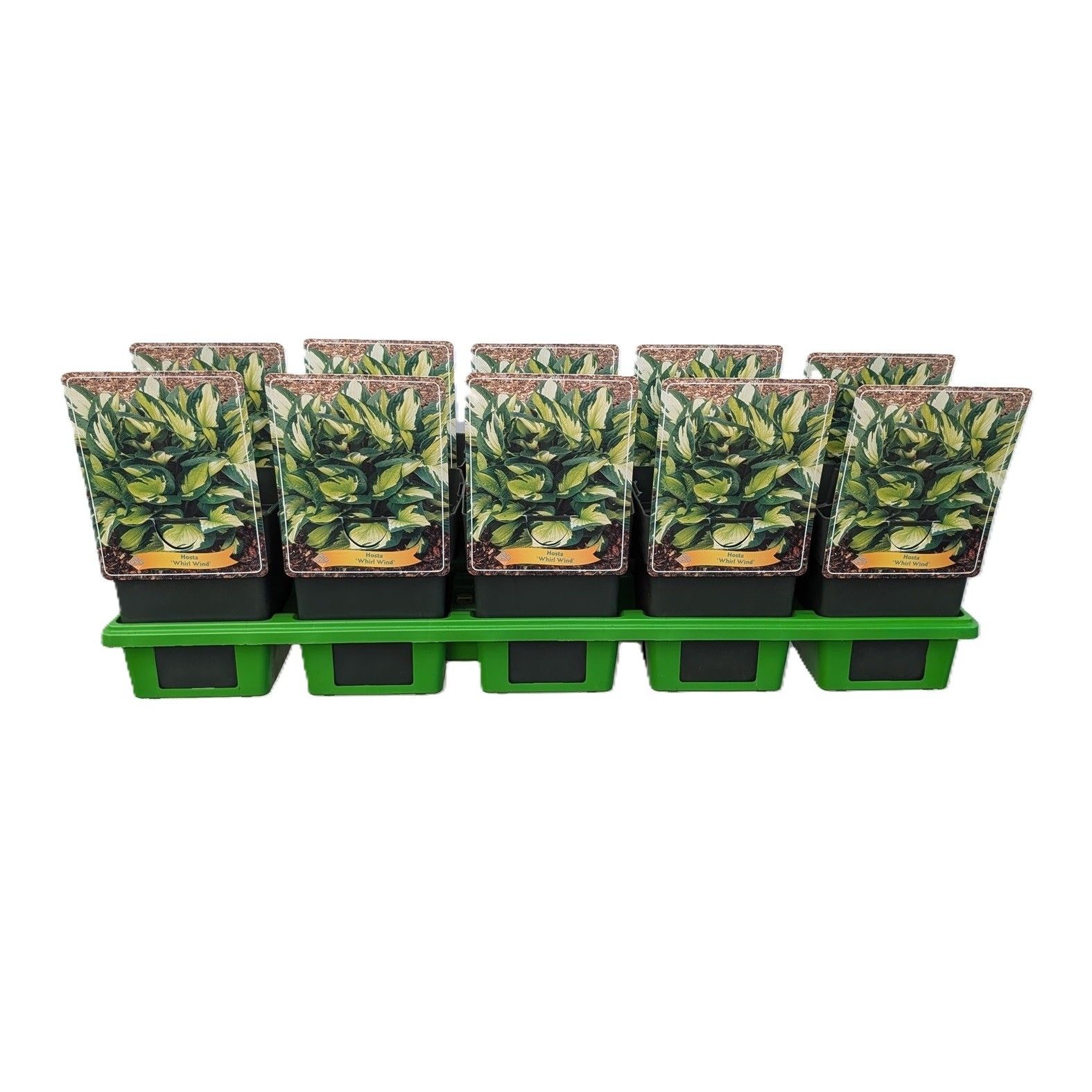 Hosta 'Whirlwind' P11, D 11
