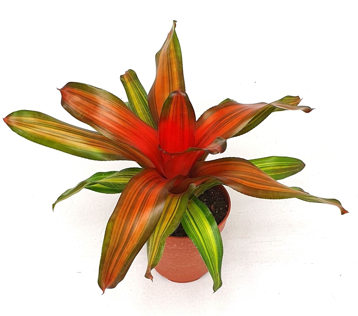 Neoregelia 'Freddy', D 12