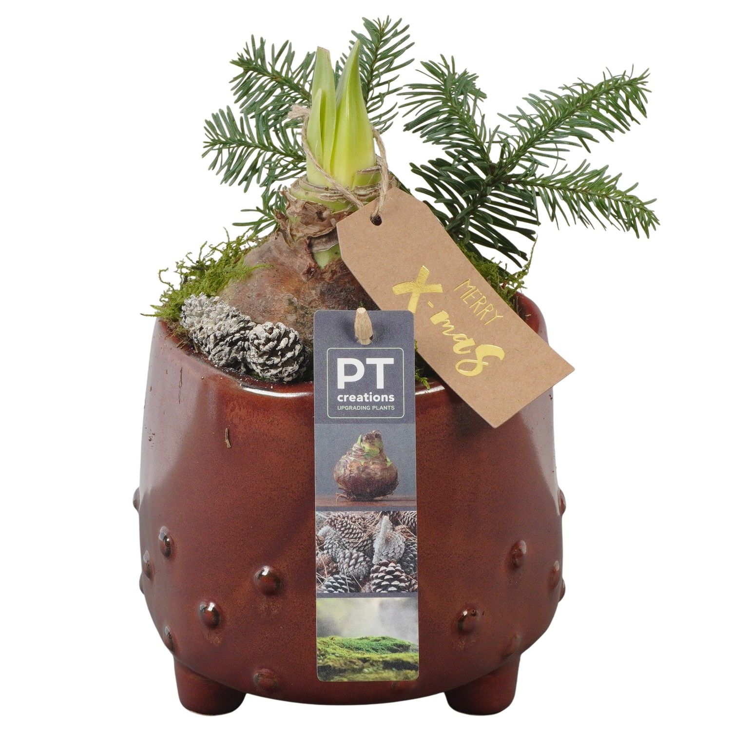 PTACH5835 Arrangement Amaryllis Christmas in keramiek pot, D 14 cm PTACH5835 Arrangement Amaryllis Christmas in keramiek pot, D 14 cm