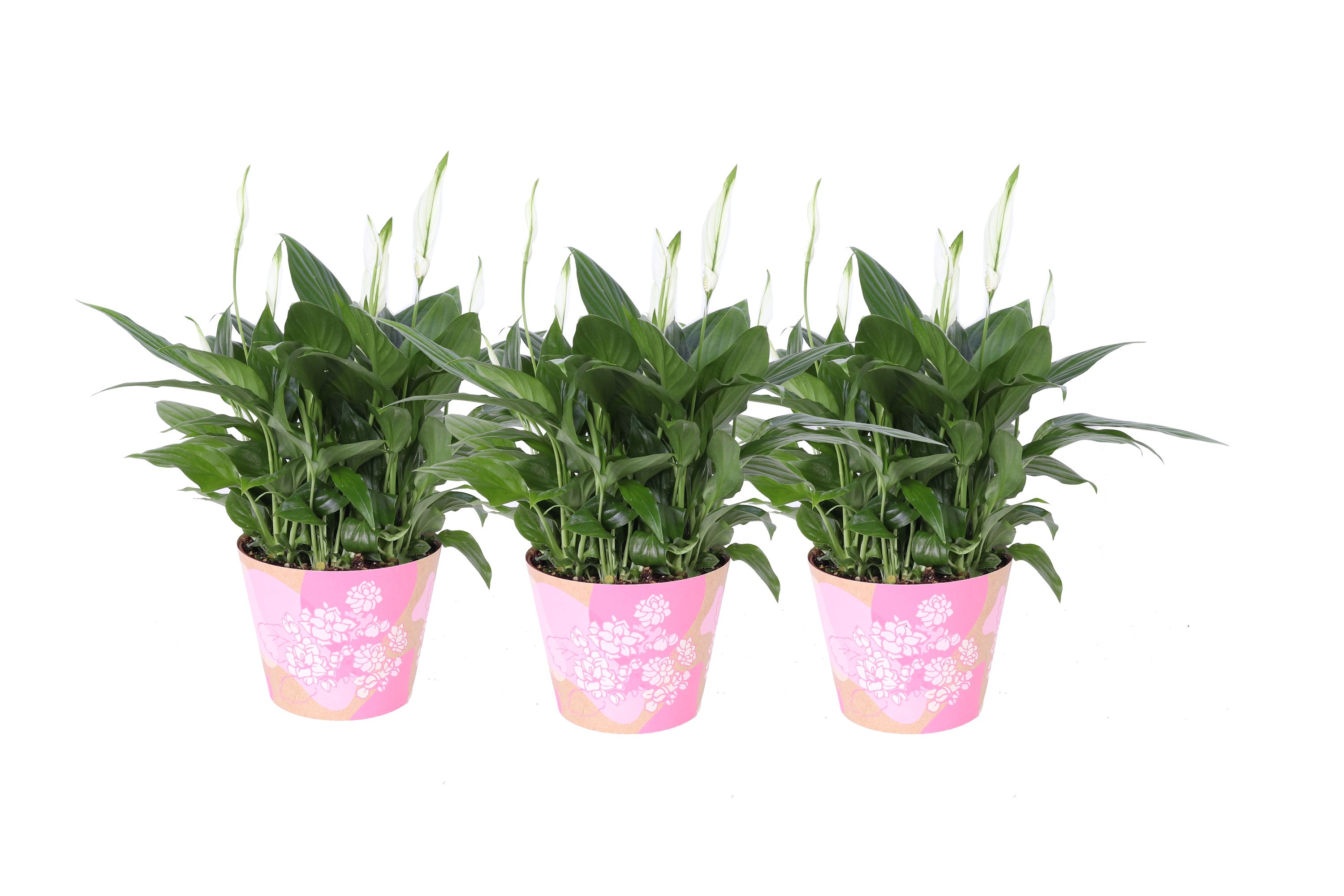 KP-849.6 RZ - Spathiphyllum in waterdichte roze smartcup, D 15 cm KP-849.6 RZ - Spathiphyllum in waterdichte roze smartcup, D 15 cm