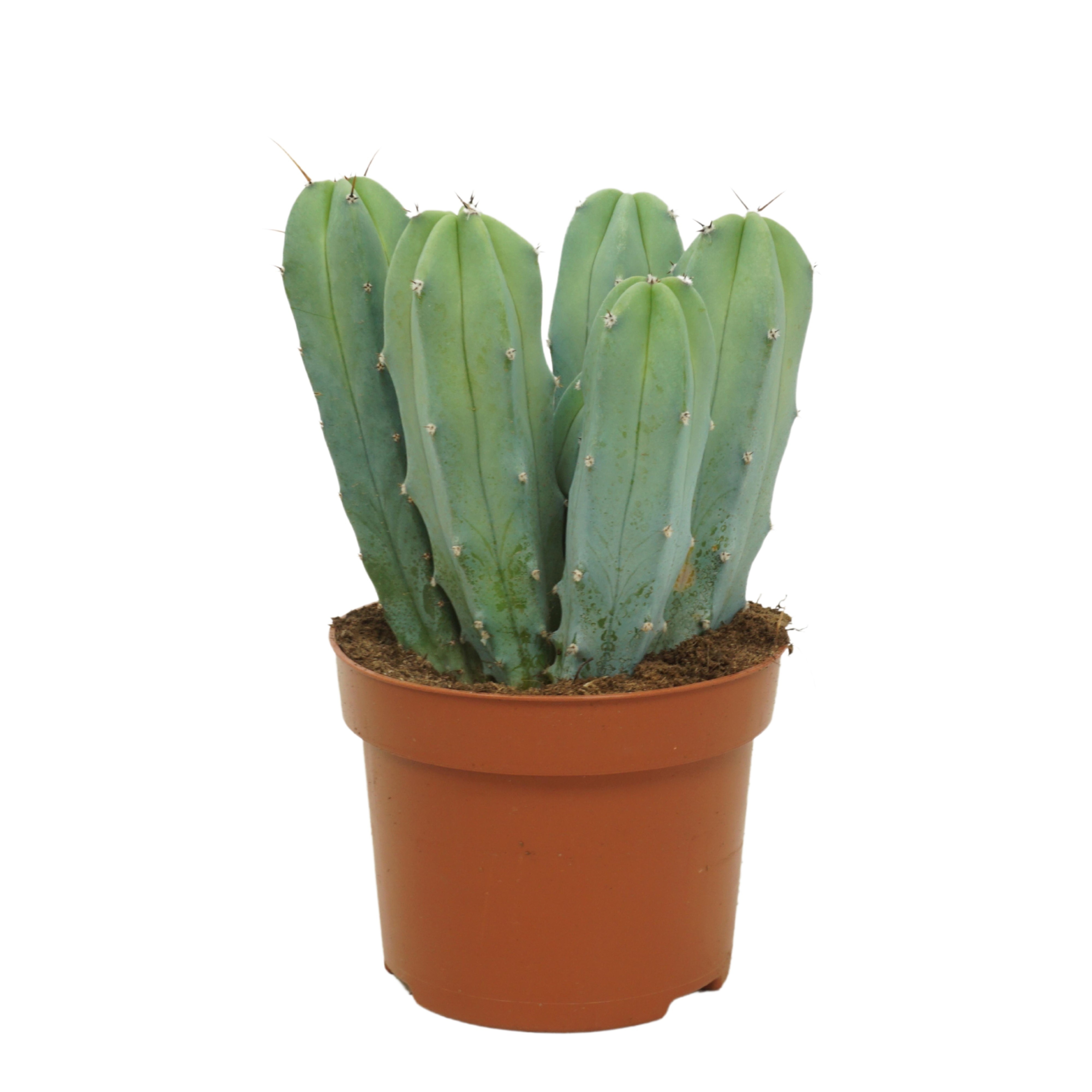 Myrtillocactus geometrizans 12 cm, D 12