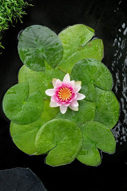 Nymphaea 'Attraction' (3L.), D 18
