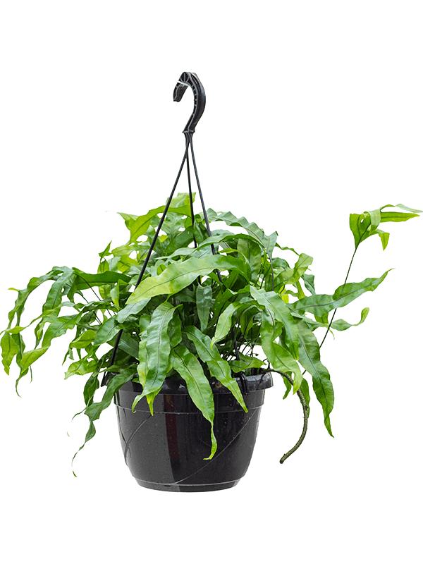 Microsorum diversifolium, D 20