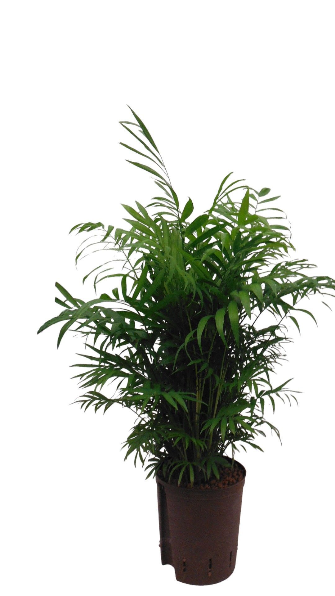 chamaedorea hydro, D 15