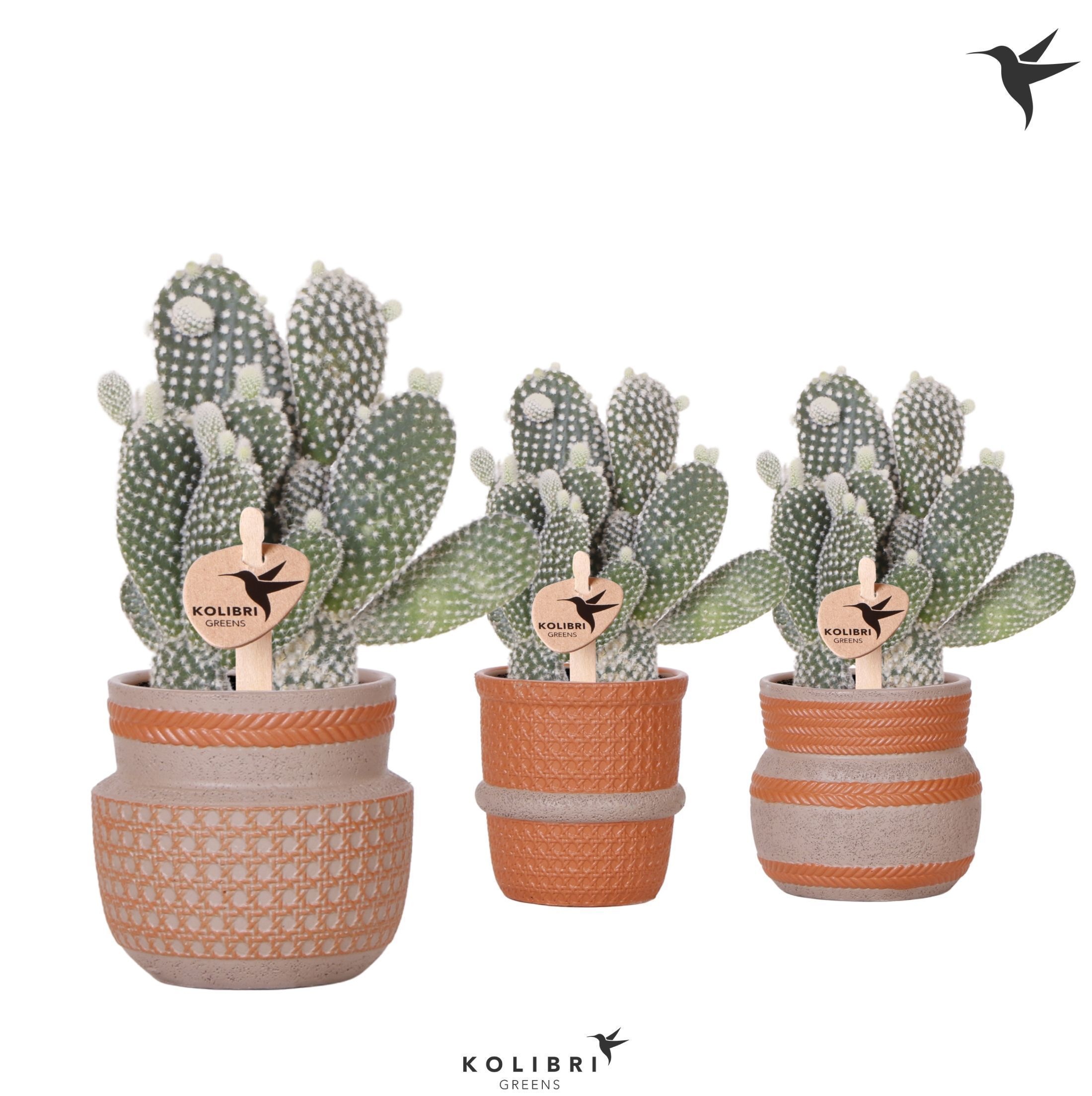 Kolibri Greens Opuntia white in Ethnic pot terracotta mix, D 9