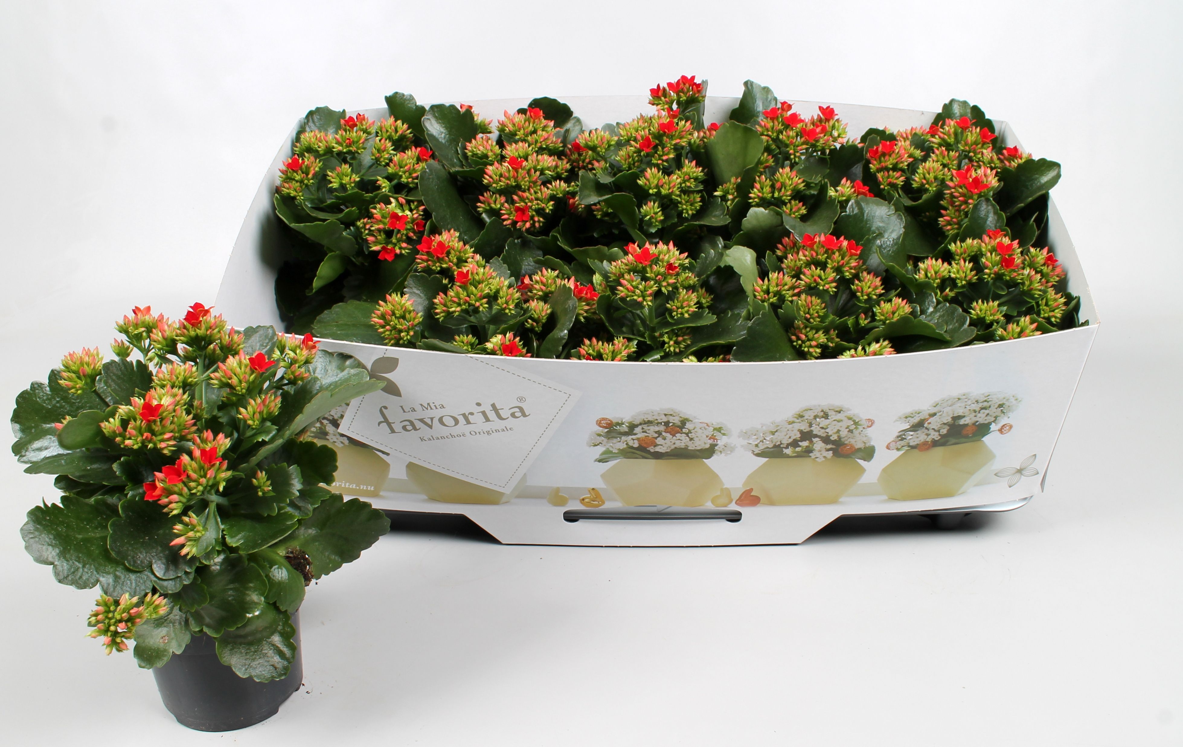 Kalanchoe favorita red instyle + collar, D 10,5
