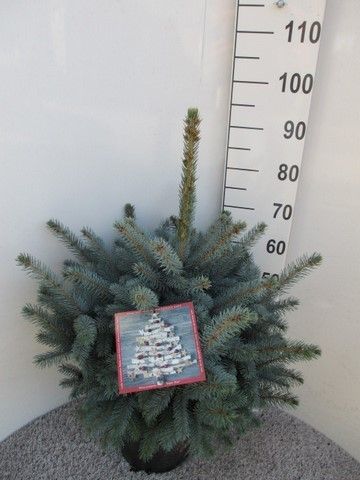 Picea pungens Super Blue 60-80 P28, D 28 cm
