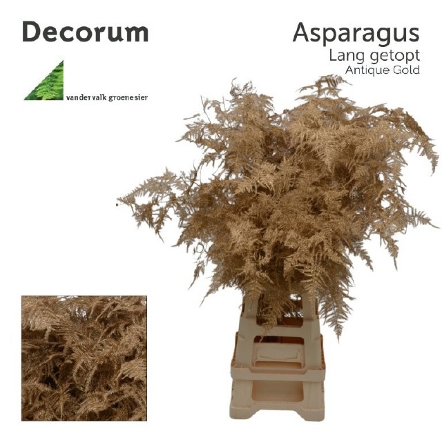 Аспарагус Овериг Крашеный (краш. ) 85, шт.