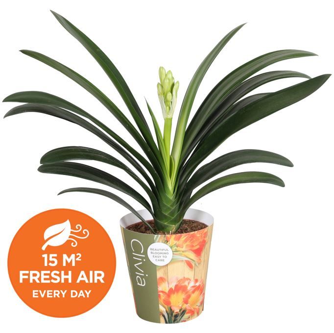 Clivia miniata met potcover, D 13 cm