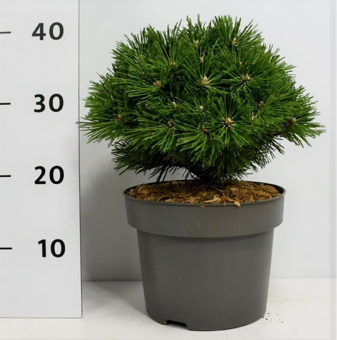 Pinus mugo 'Benjamin', D 23