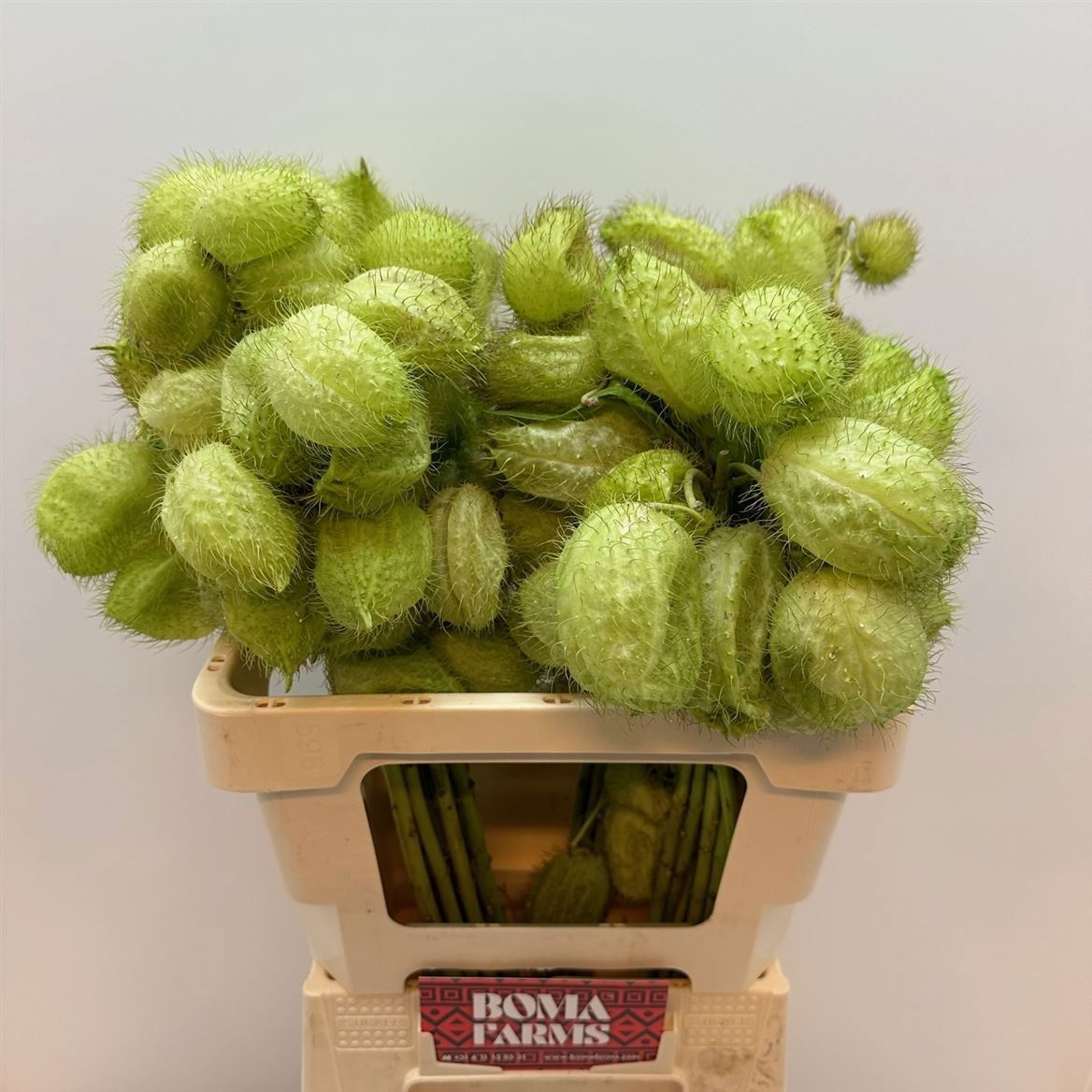 Гомфокарпус Моби Дик 60, шт.