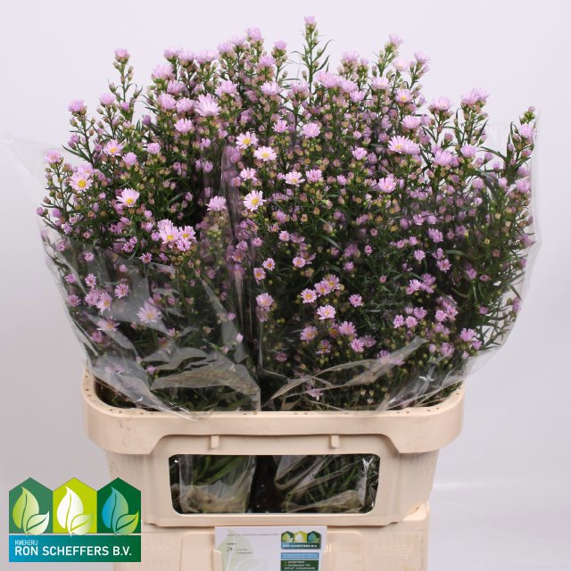 Астер Клаудия 85, шт.