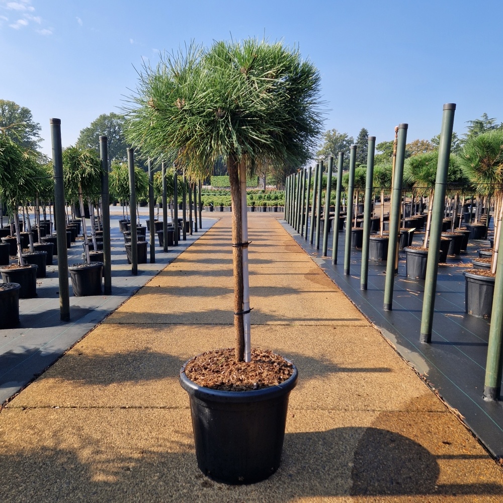 Pinus nigra 'Brepo'®, D 40 cm