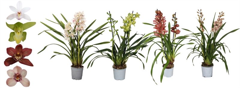 Cymbidium p12 mix 2T10+, D 12 cm