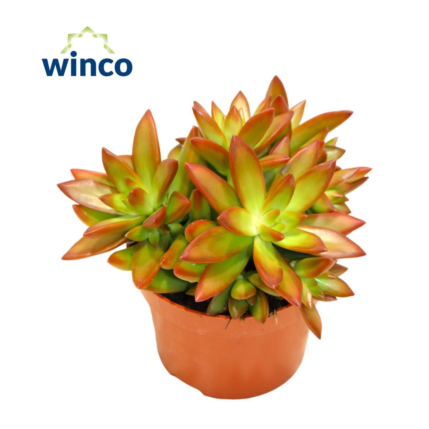Sedum Adolphi "Firestorm", D 8,5 cm Sedum Adolphi "Firestorm", D 8,5 cm