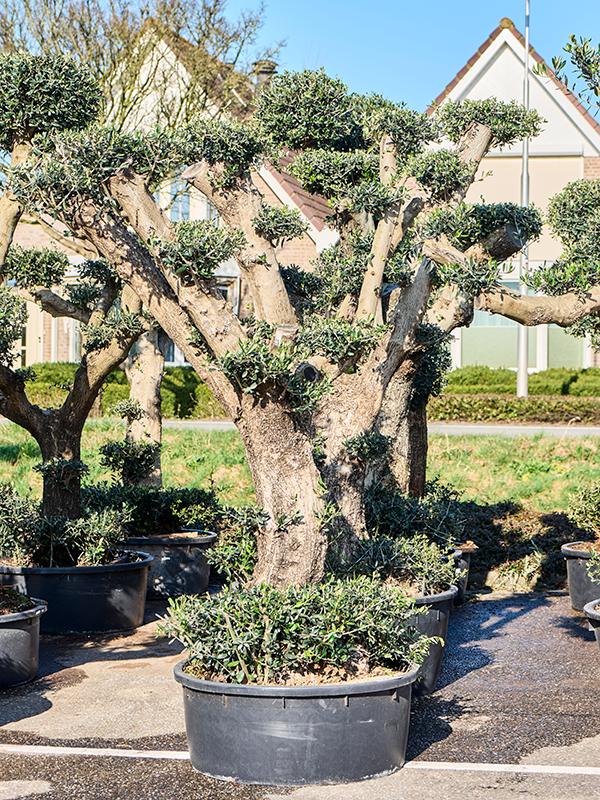 Olea europaea (200-240), D 85