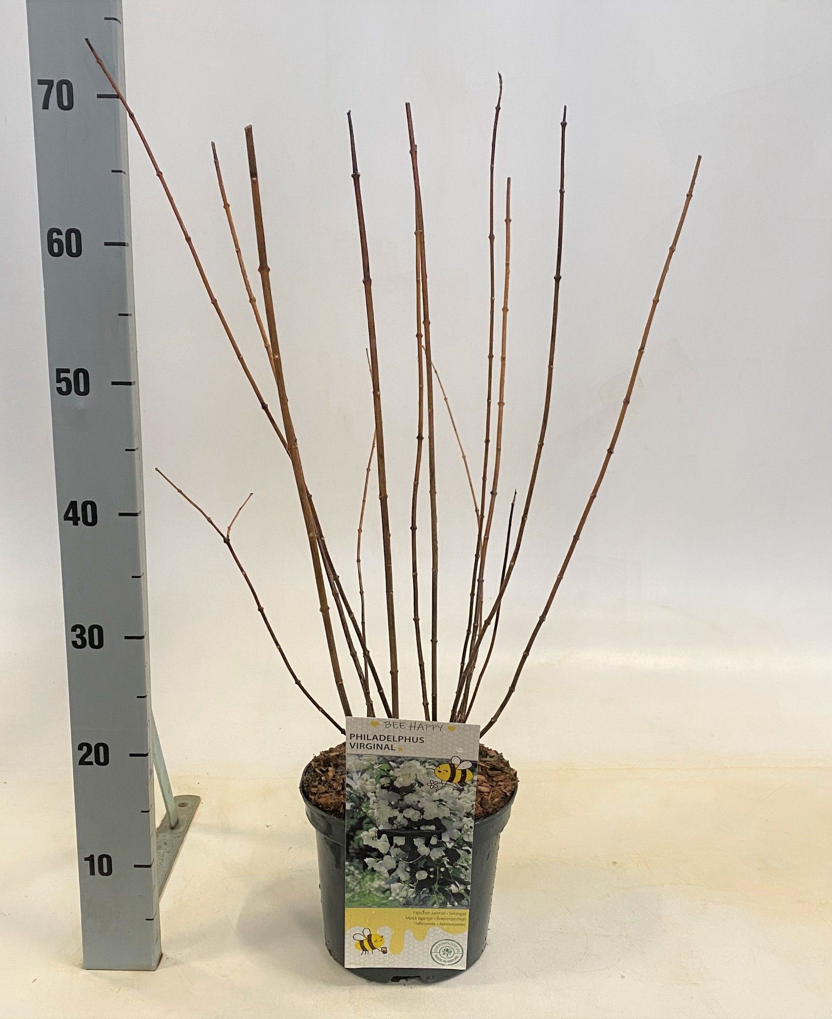 Philadelphus Virginal, D 19