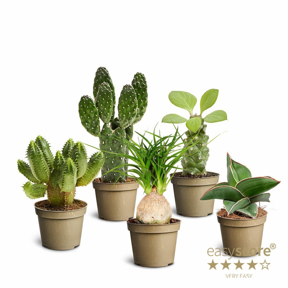 Sculpture mix 10692002 Sculpture mix, D 6 cm