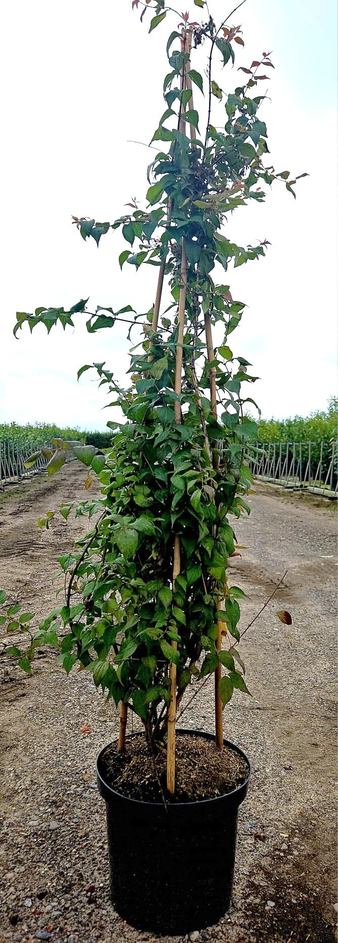 Kolkwitzia amabilis, D 29