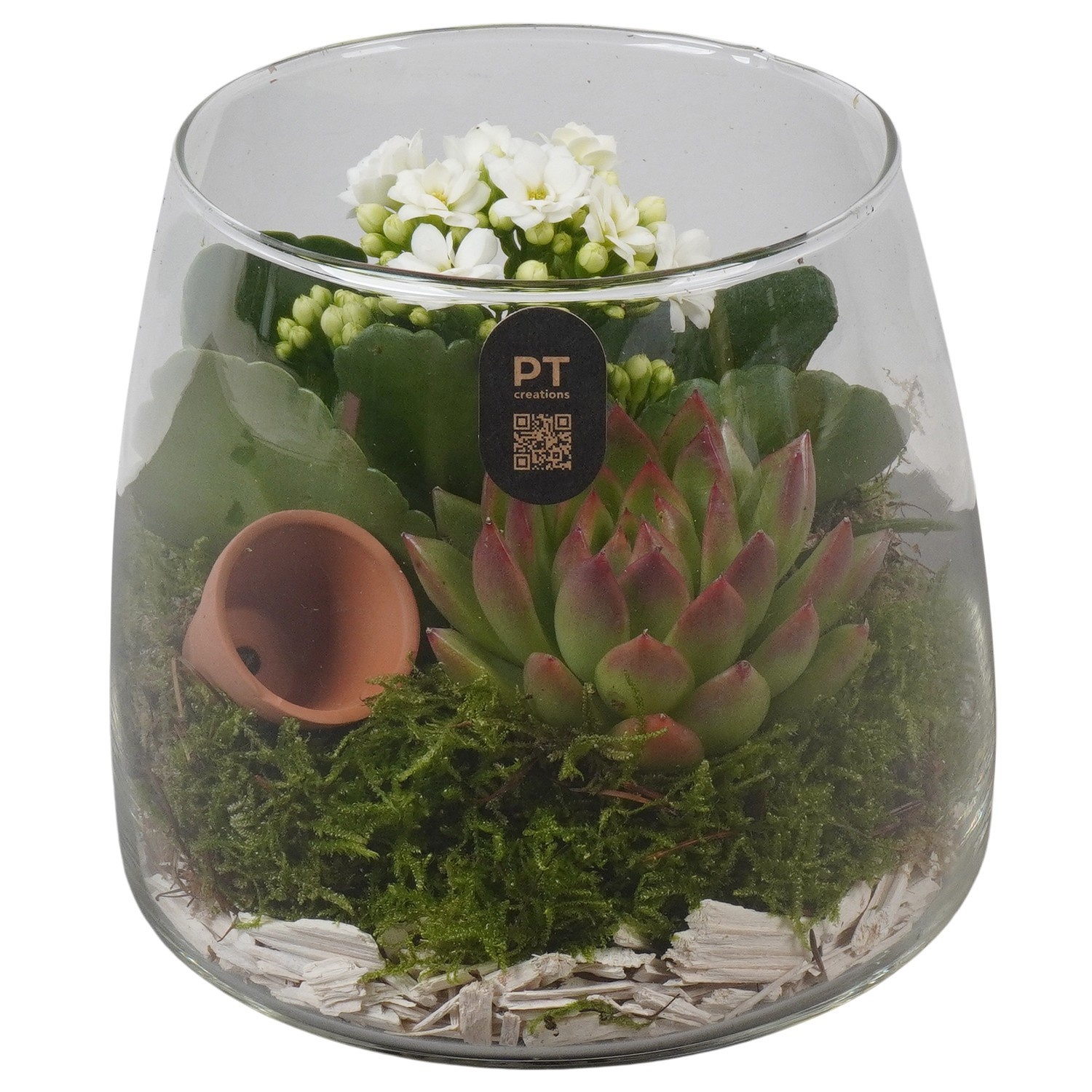 PTIG2693 Arrangement Indoor in glas schaal, D 14