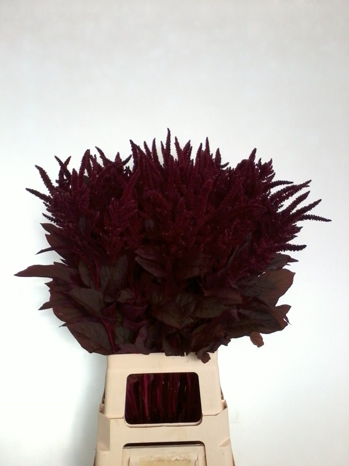 Амарантус Круентус Вельвет 80, шт.