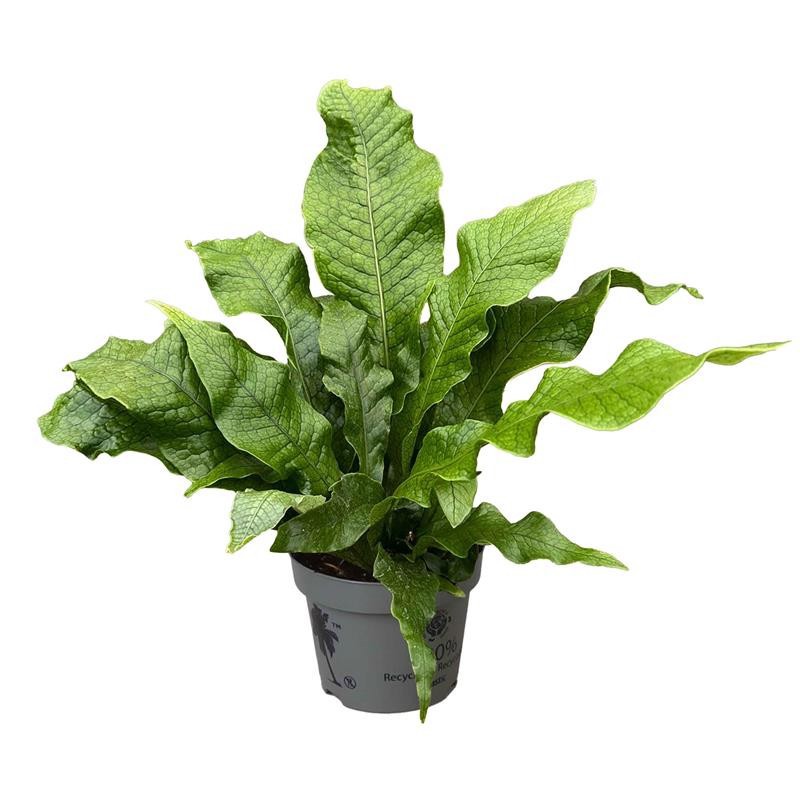 MICROSORUM PTEROPUS 'Crocodyllus', D 12 cm