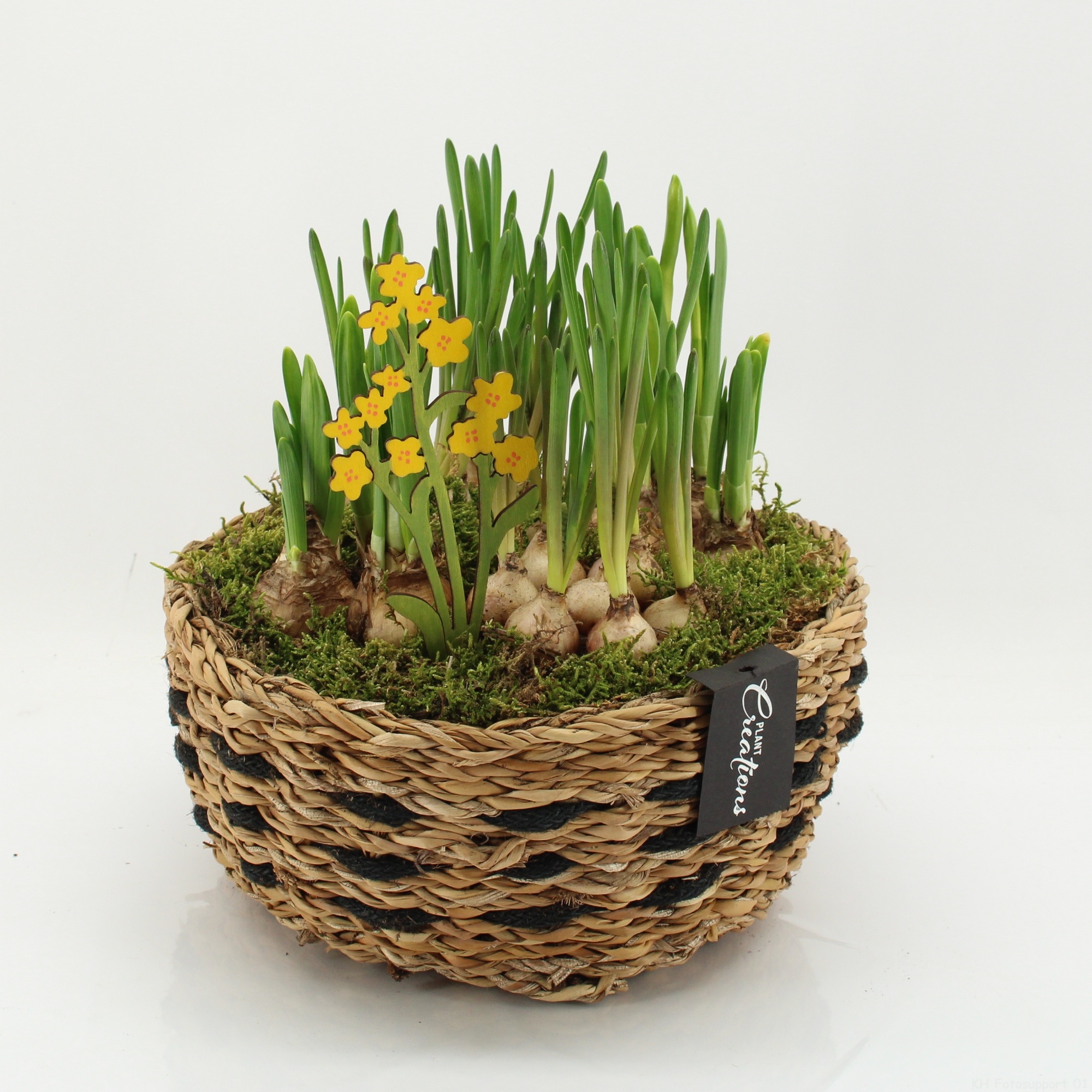 BLCR-2613 Bulbs creations, D 26