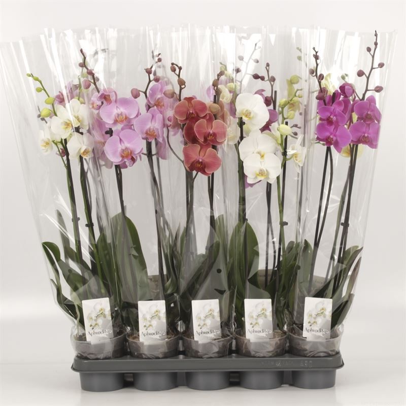 Phalaenopsis gemengd 2 Tak Mix, D 12