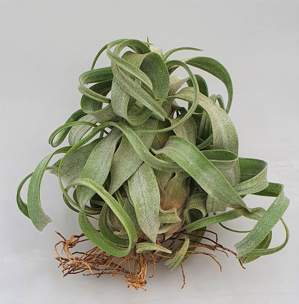 Tillandsia streptophylla Medium, D 25