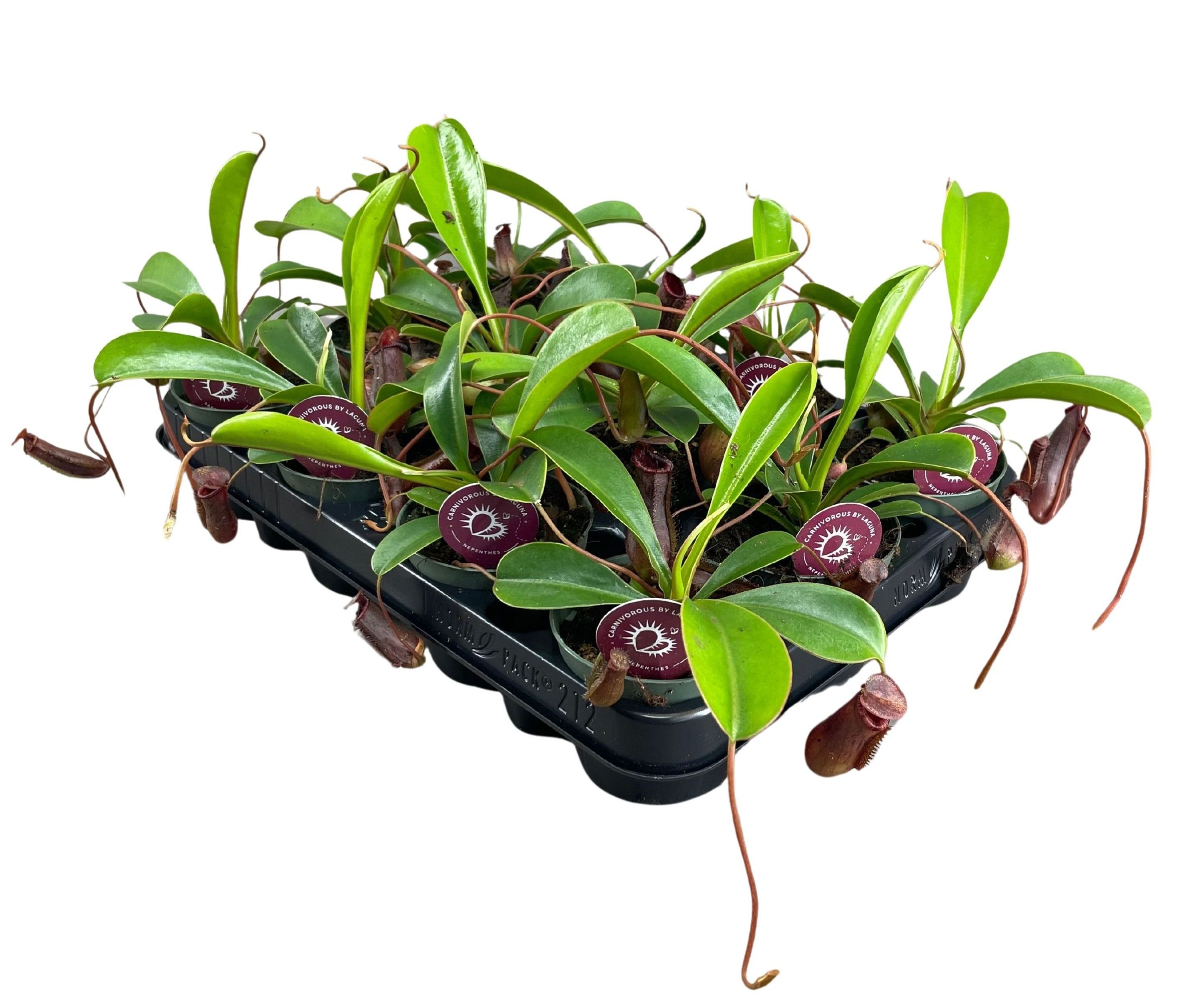 Nepenthes Lowii 8,5 cm, D 8,5 cm Nepenthes Lowii 8,5 cm, D 8,5 cm