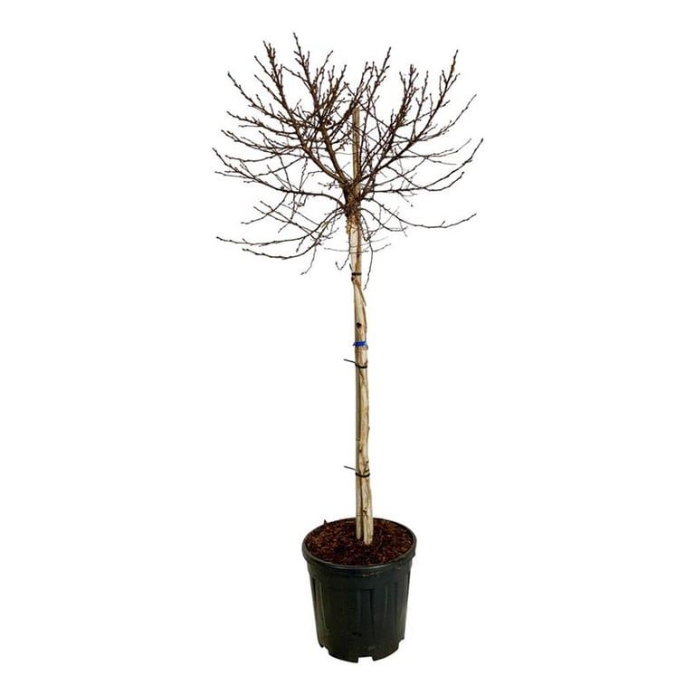 Betula utilis Magical Globe, D 32 cm