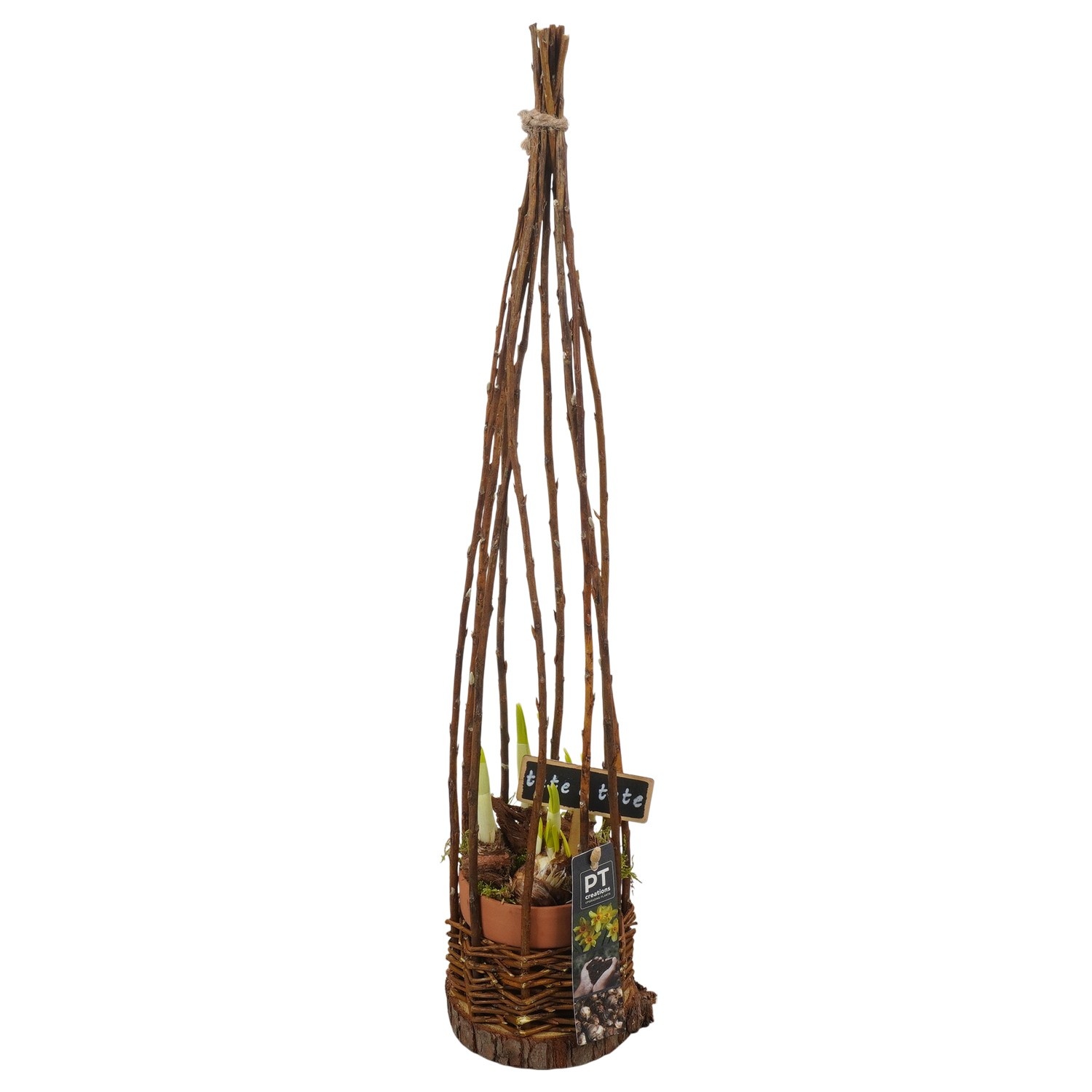 PTN8754 Arrangement Narcissus in rieten pot, D 11