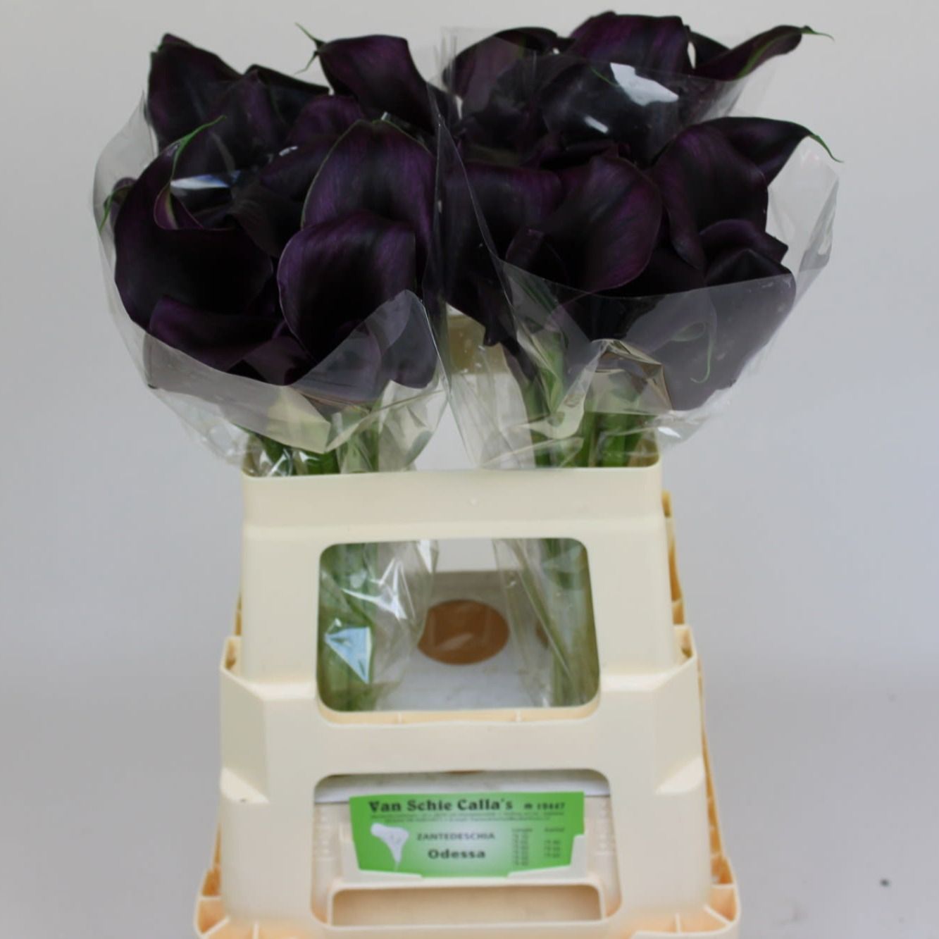 Калла Одесса 55, шт.