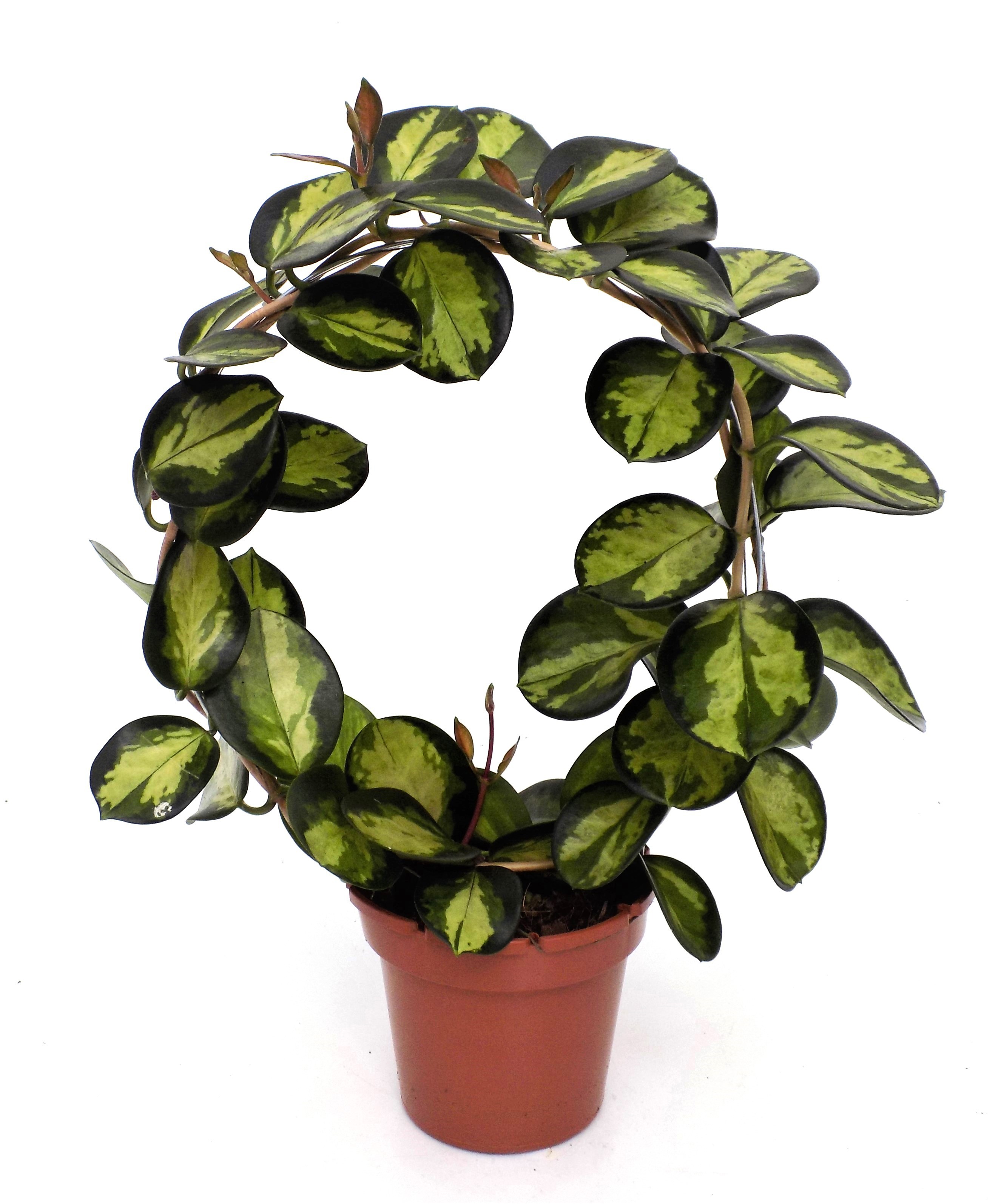 Hoya" Lisa" Boog, D 12 cm