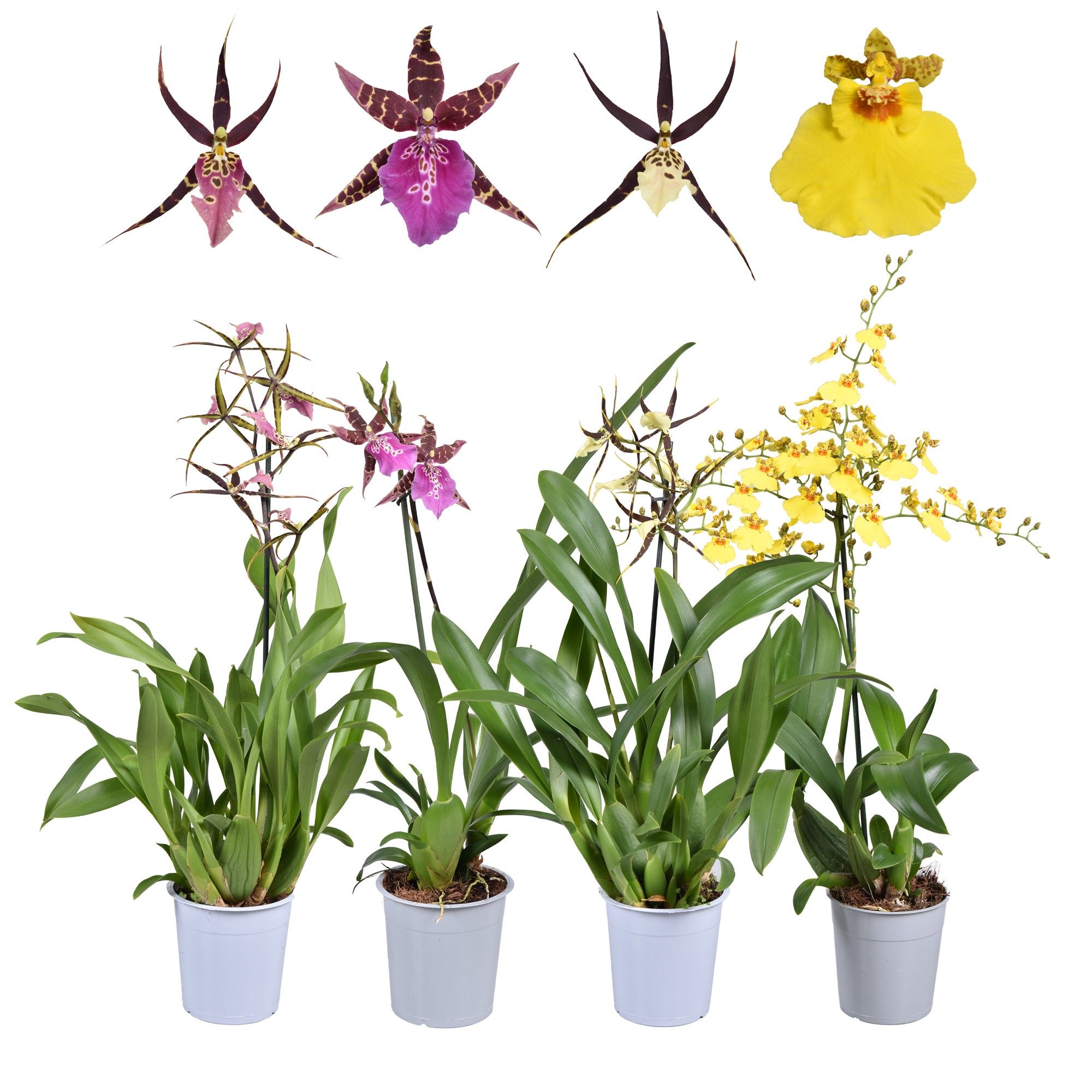 Mix Oncidium & Brassia 1 tak 12 cm, D 12