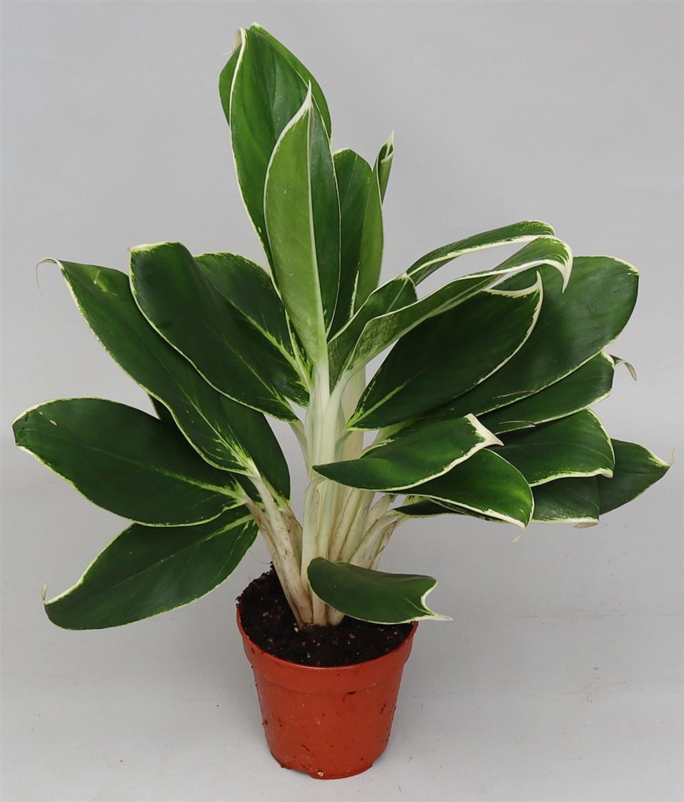 Aglaonema 'White Lime', D 12