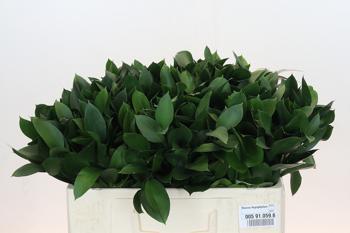 Рускус Израильский 50, шт.