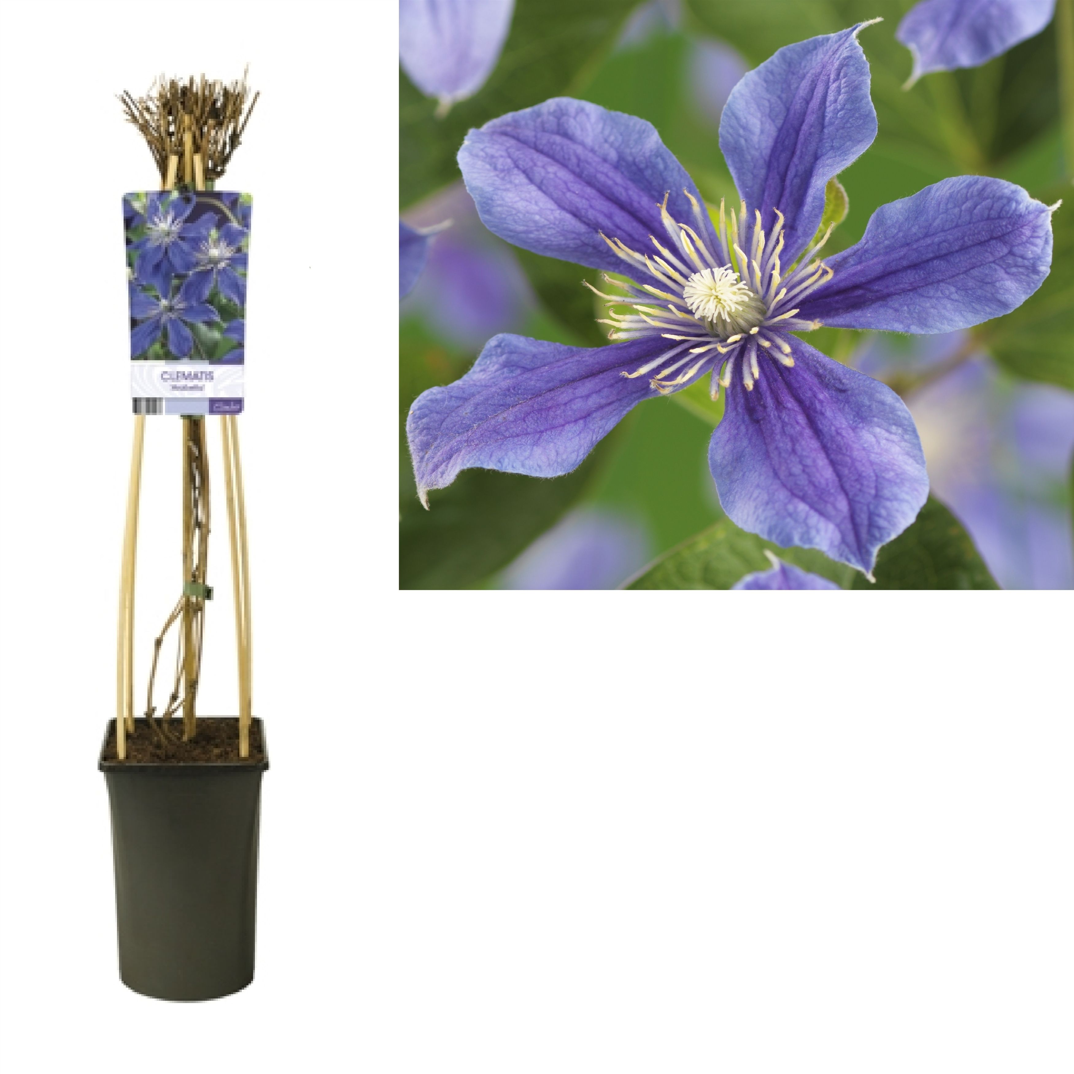 Clematis 'Arabella' +light label, D 17
