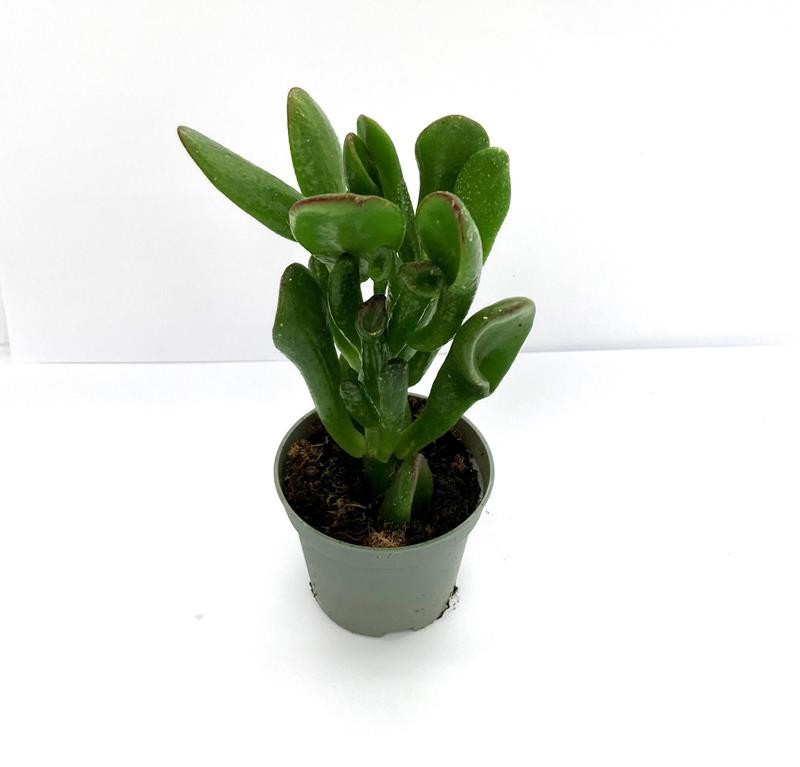 CRASSULA OVATA Hobbit, D 6 cm