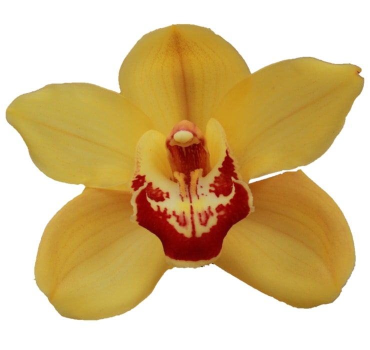 Цимбидиум Райсенхаут x6 80, шт.