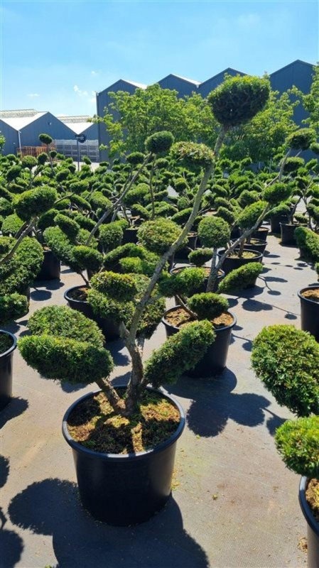 Taxus media 'Densiformis', bonsai, D 65