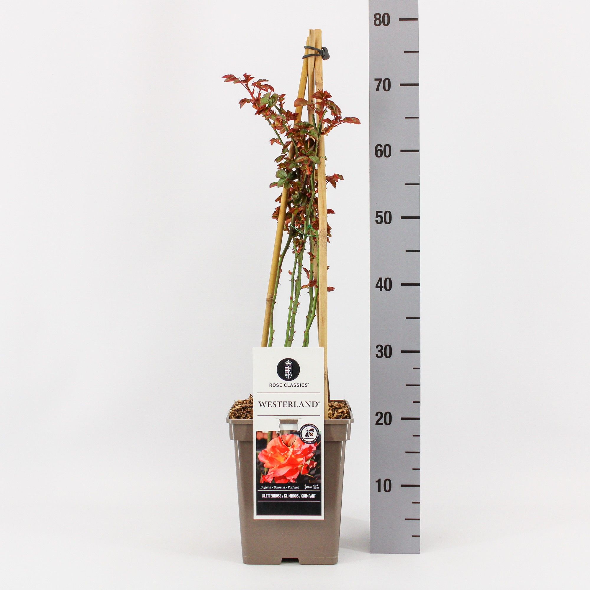 Rosa (K) Westerland ®, C5, 4 stok 90 cm, D 23