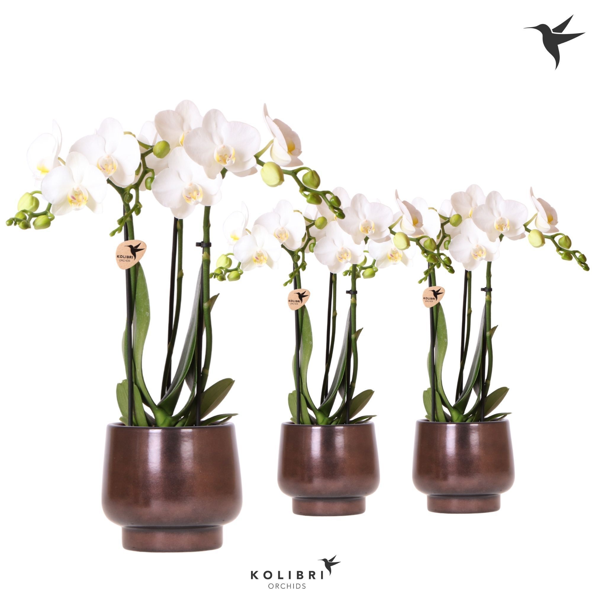 Kolibri Orchids Phalaenopsis white 3 spike in Scandic pot copper, D 9