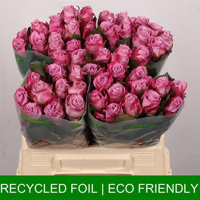 Роза од. Маритим 40, шт.