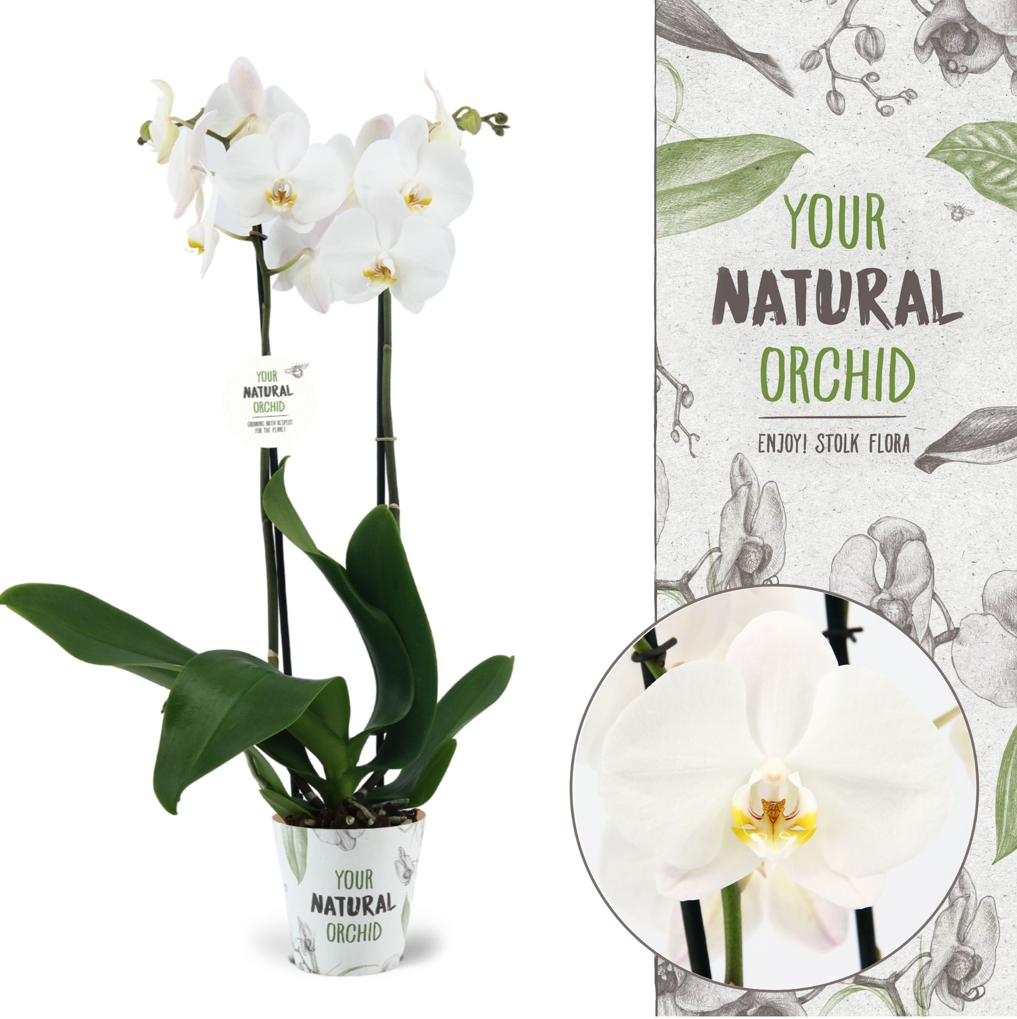 Your Natural Orchid | Cambridge | Phalaenopsis 2 spike, D 12 cm Your Natural Orchid | Cambridge | Phalaenopsis 2 spike, D 12 cm
