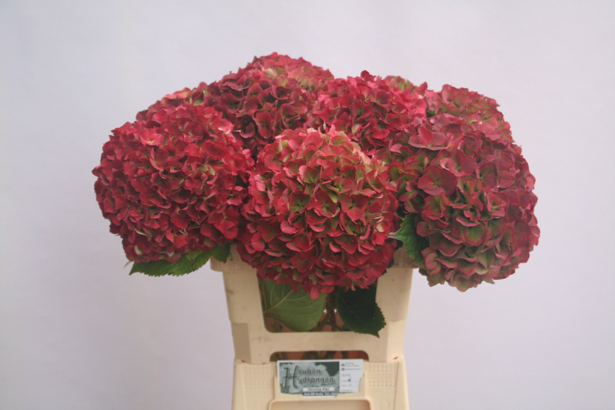 Гортензия Глоуин Альпс Классик 60, шт.